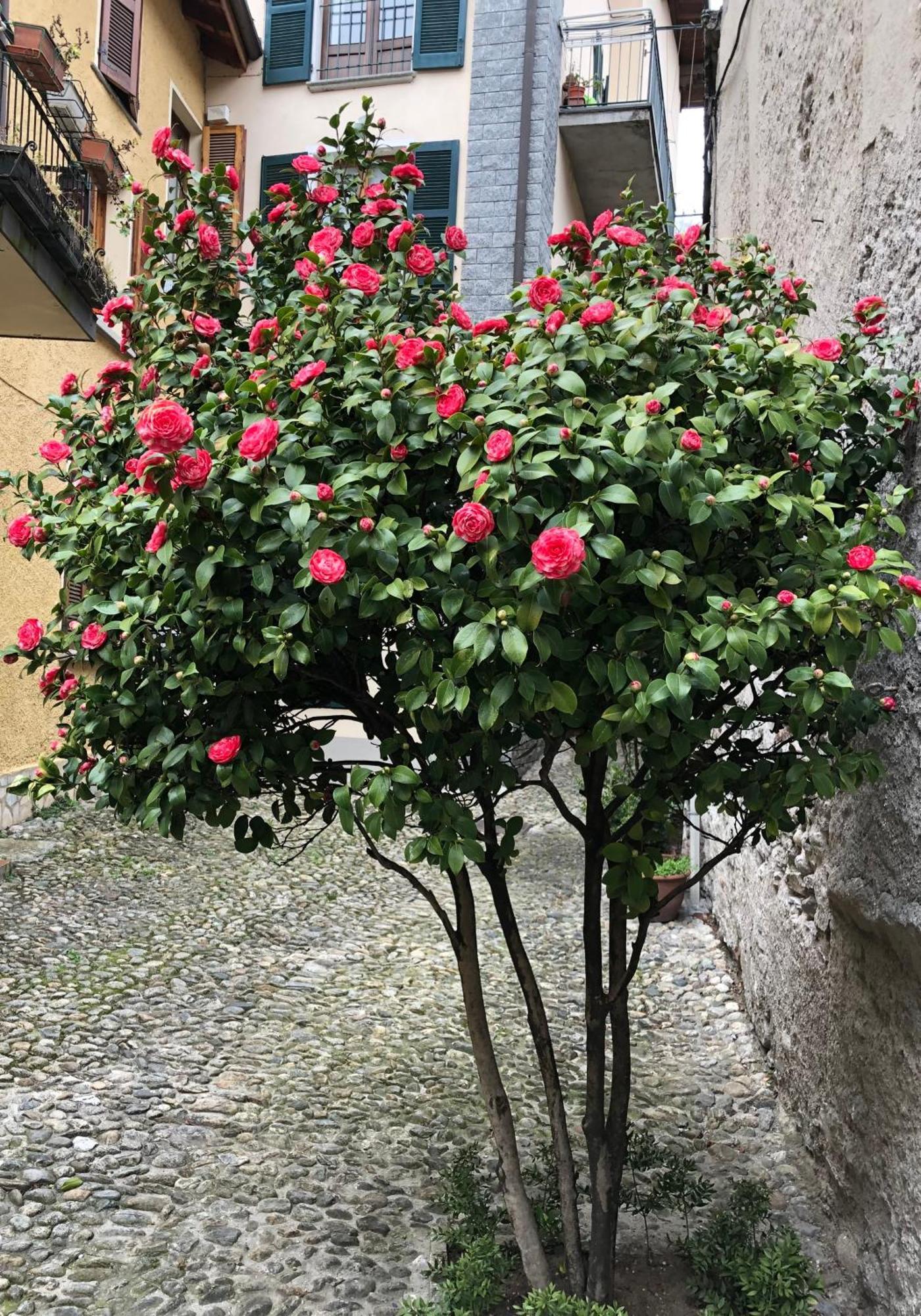 Casa Domaso公寓 外观 照片